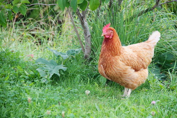 Brown female chicken moving around in the home garden