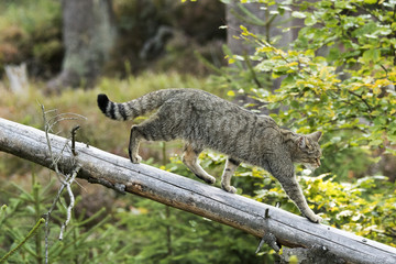 Wildkatze