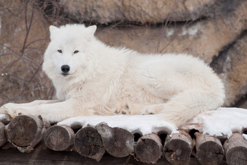 Obraz premium Wild arctic wolf is lying on wooden logs. Animals in wildlife. Polar wolf or white wolf.