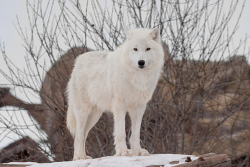 Wild alaskan tundra wolf is looking at the camera. Canis lupus arctos. Polar wolf or white wolf.