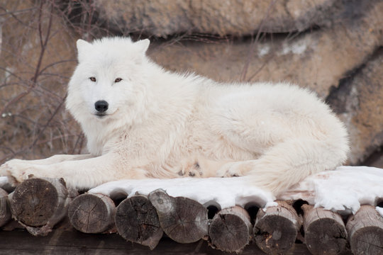 Wild arctic wolf is lying on wooden logs. Animals in wildlife. Polar wolf or white wolf.