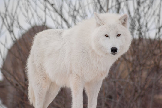 Wild alaskan tundra wolf. Close up. Canis lupus arctos. Polar wolf or white wolf.