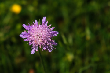 Purple Flower in Green Field