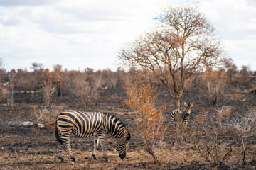 Fototapeta na wymiar Mother zebra with child is looking for something to eat in a burned area after bush fire at Kruger Nationalpark, South Africa