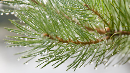 pine needles with water drops close-up