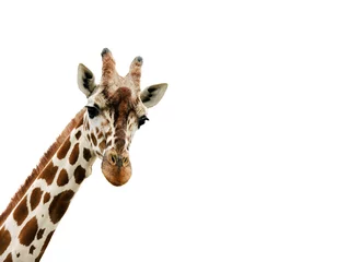 Deurstickers Giraf Giraf die in de camera kijkt, sluit omhoog