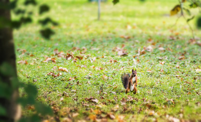 The squirrel stands on its hind legs among the grass and yellow fallen leaves