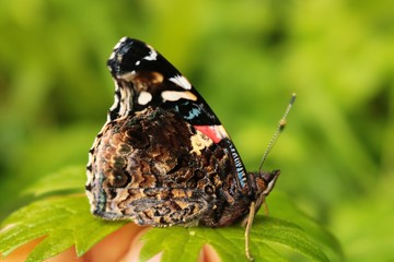 The red admiral