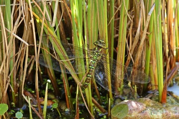 Weibchen der Blaugrünen Mosaikjungfer (Aeshna cyanea) bei der Eiablage an Zwerg-Rohrkolben (Typha...