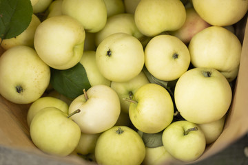 Yellow apples in a paper bag on a old wood background