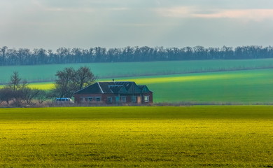 Fototapeta na wymiar Emerald fields. Spring fog. Winter culture. Agricultural landscape.