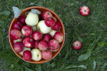 Red and yellow apples in a plastic bucket on a green grass