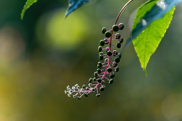 American Pokeweed