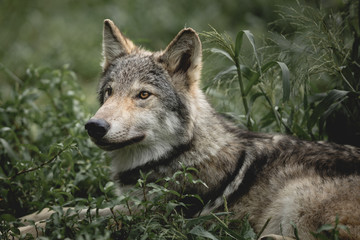 Beautiful Wolf
