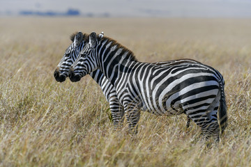 herd of zebra