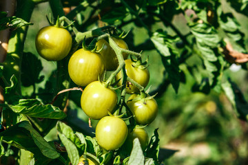 Ripe green tomatoes in an organic orchard. Coriano, Emilia Romagna, Italy.