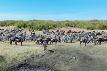 Naklejka na ściany i meble migration in the Masai Mara Kenya