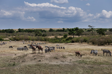 herd of zebra
