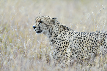 cheetah © Herbert