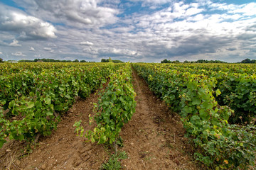 Fototapeta na wymiar White grapes vineyard the western end of the Loire Valley in France 