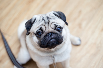 cute pug dog breed have a question and making funny face,Selective focus