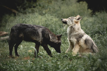 Curious Wolf Pups