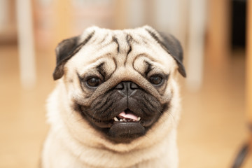 cute pug dog breed have a question and making funny face,Selective focus
