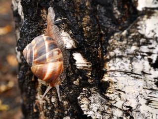 Large snail crawls down the wet birch bark on a rainy summer day close up