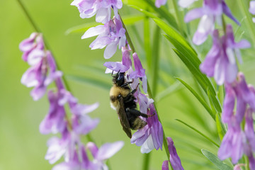 Cuckoo bumblebee (Psithyrus) on violet flower tufted vetch with blurred green background....