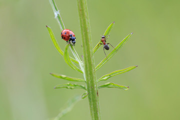 Racing insects. Ant chase a seven-point ladybird or ladybug on grass with blurred green background. Summer meadow.