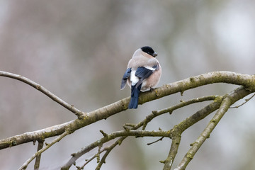 European or common bullfinch (Pyrrhula pyrrhula), female, perching on the branch with blurred gray background. Songbird with pinkish-grey underpart and with black wings, tail, beak and head.