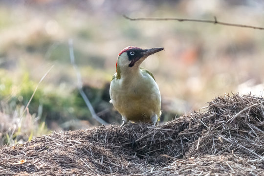 European green woodpecker (Picus viridis), male, sitting on anthill with light blurred background. Green insectivorous bird with red crown and black moustachial stripe.