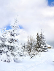 Obraz premium Path in snow following to the house in winter fir forest