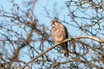 Common kestrel (Falco tinnunculus) perching on the branch on clear blue background. Wild bird of prey European or Eurasian kestrel, female, sitting against blue sky. Wildlife scene from Czech nature.