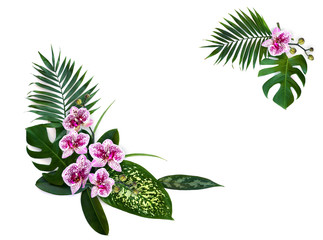 Frame of tropical leaves palm tree, monstera, dieffenbachia and ficus benjamina with pink flowers...