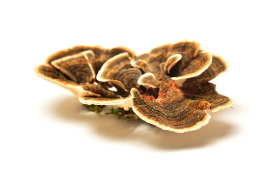 Trametes versicolor mushroom