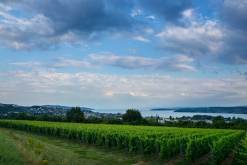 Fototapeta na wymiar Germany, Lake constance in twilight atmosphere behind green vineyards