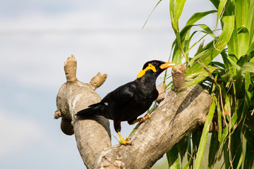 черная птица с желтыми наростами под глазами Священная майна