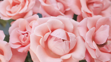 Close up of blooming light pink roses. Rose petals with lovely shade of light pink.