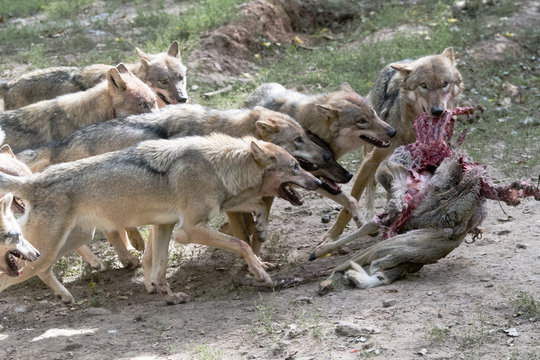 Wolfsrudel mit Beute
