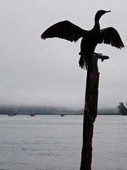 cormorant on piling