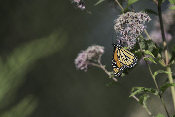 Monarch Butterfly