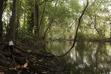 mangrove grove