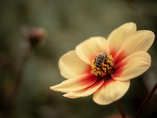 bee