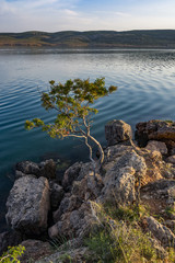 Sea rocky beach with vegetation and small tree. Coastline during sunset.