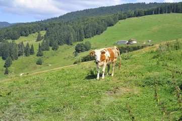 Fototapeta na wymiar Vacche italiane al pascolo in montagna in Italia, mangiano erba e bevono acqua dalla pozzanghera