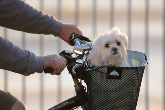 Basket Dog