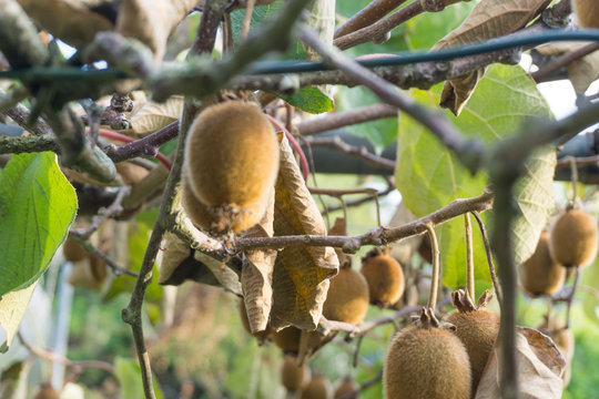 Kiwi in farm with blurred of kiwi and leafs background
