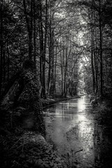 rzeka w ciemnym lesie
