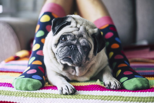 funny concept of friendship forever with happy young girl with crazy colored socks and creamy pug dog in the middle of her legs laying and looking curiously at the camera. protect and friends concept